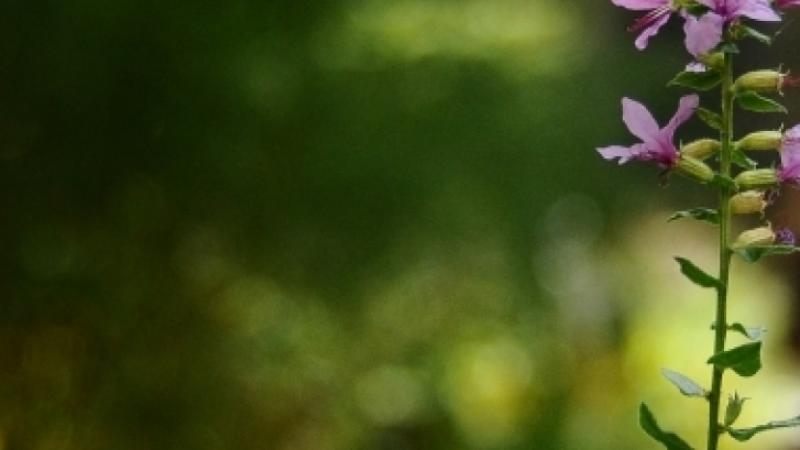 Tall purple flowers in vibrantly green Trinity Churchyard