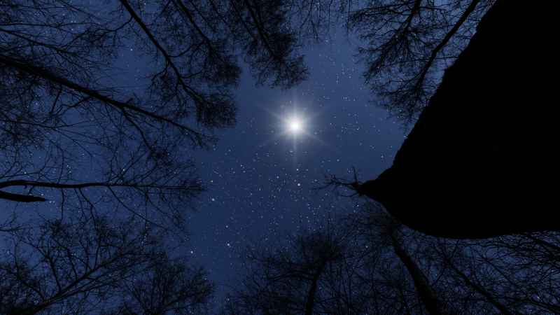Looking up from dark woods into a starlit night sky, with a singular bright star shining in the middle