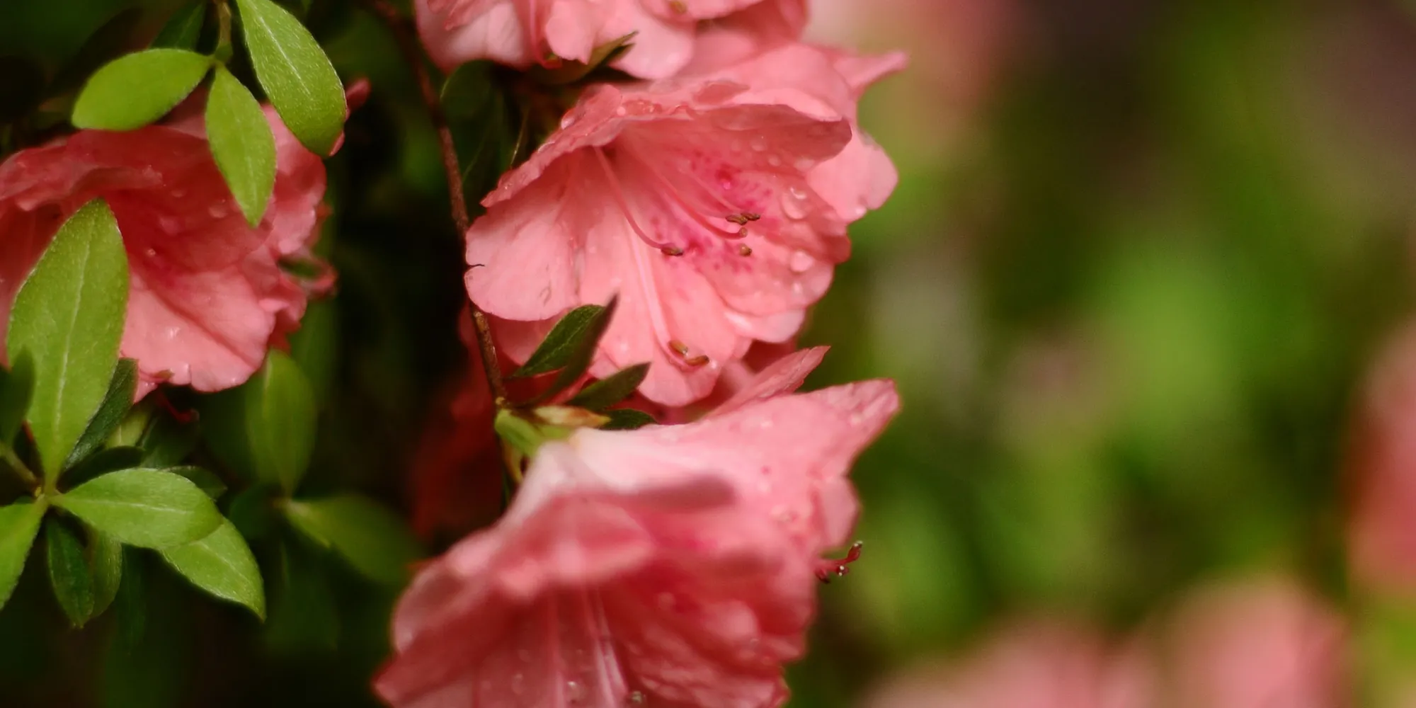 Pink flowers and green leaves in Trinity Churchyard