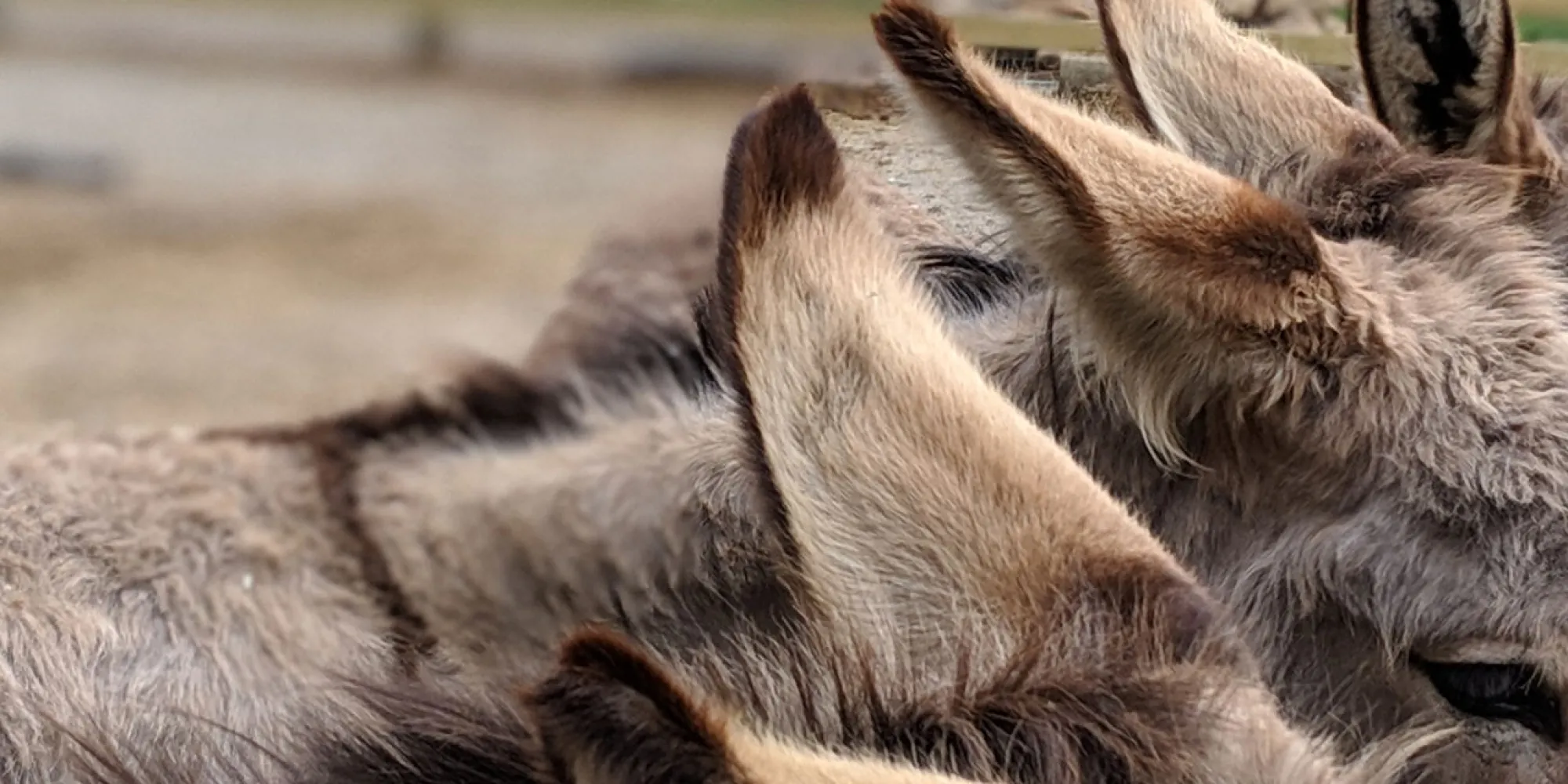 A donkey lays its head on the back of another donkey