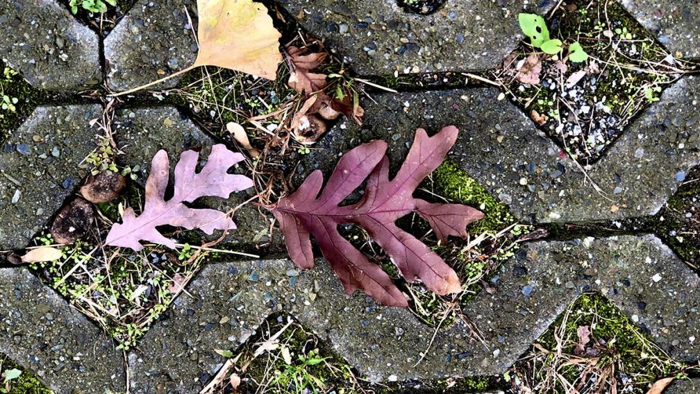 Fallen leaves on the ground