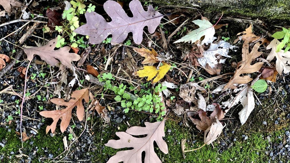 Fallen leaves on the ground.