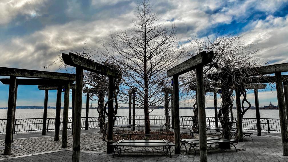 A bare tree in the middle of a park. 
