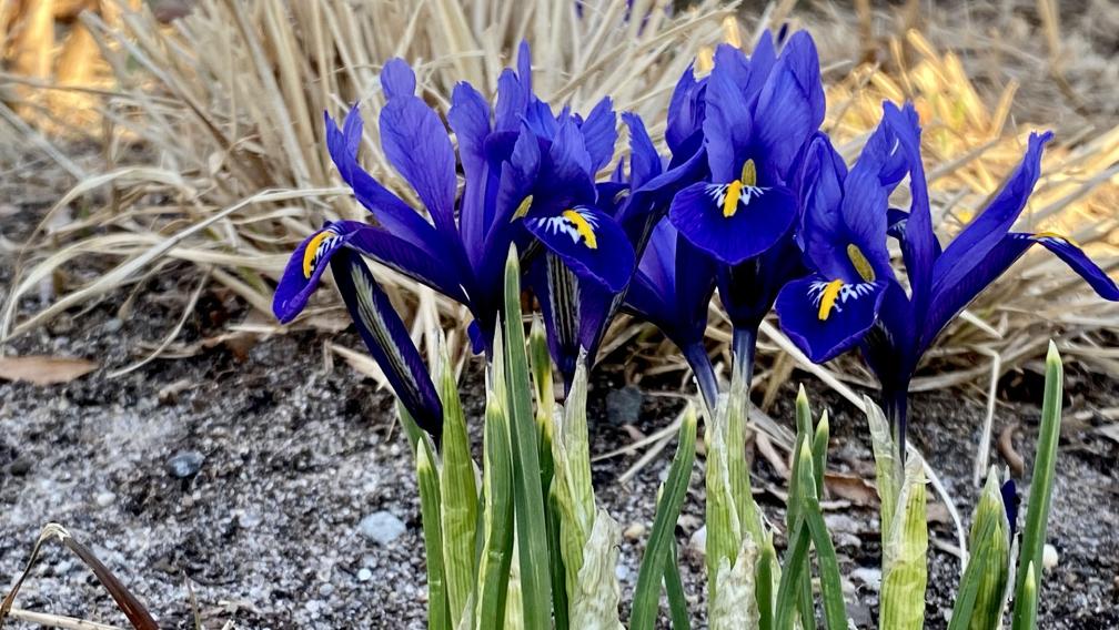 A group of vividly violet irises against a background of faded brown plants, yet to come back to life