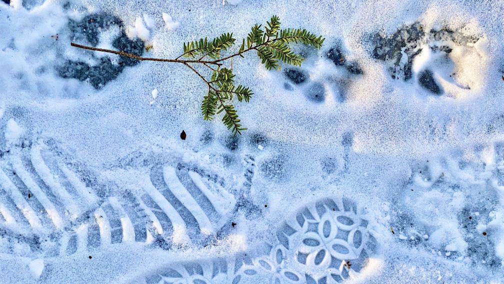 An evergreen twig sits atop shoe prints in the glistening snow