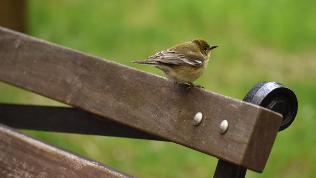 A bird perches on a bench in Trinity Churchyard against a backdrop of green springtime grass