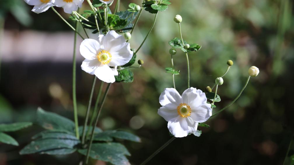 White flowers against a backdrop of deep green foliage in an autumnal Trinity Churchyard