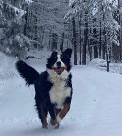 a Bernese Mountain dog runs in a snowy forest