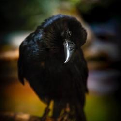 Fish Crow looking at the camera with a tilted head