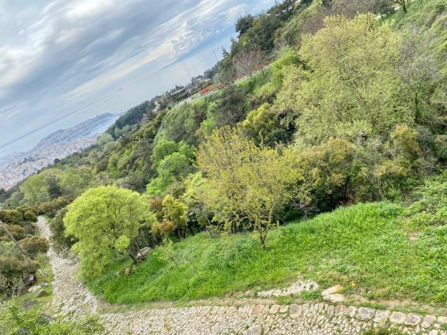 A path meandering among the trees