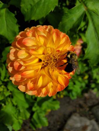 A bee pollinates a yellow and orange flower