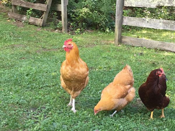 Chickens and a rooster in the grass