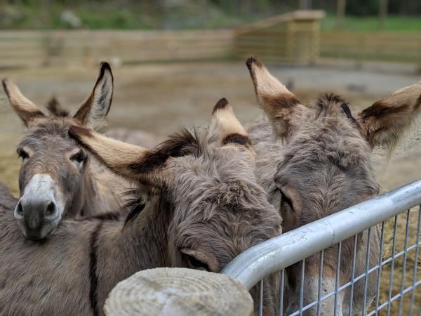 Three donkey gather near a fence