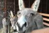 A close-up view of a donkey