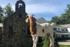 A goat poses on the low stone wall in front of the Chapel