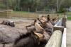 Four donkeys gather near a fence