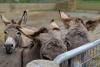 Three donkey gather near a fence