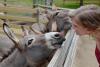 A woman and a donkey look in each other's eyes