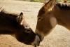 Two donkeys touch noses