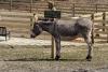 A donkey stands in its pen