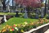 Tombstones and spring flowers.