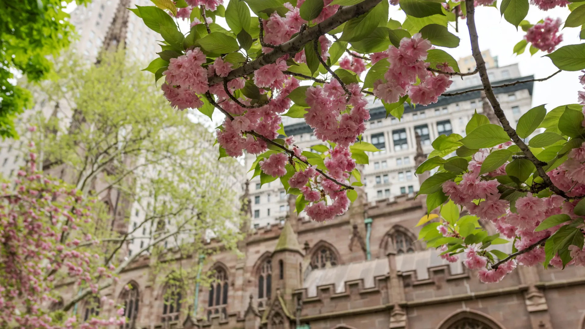 View of Trinity Church from the Churchyard, through cherry blossoms