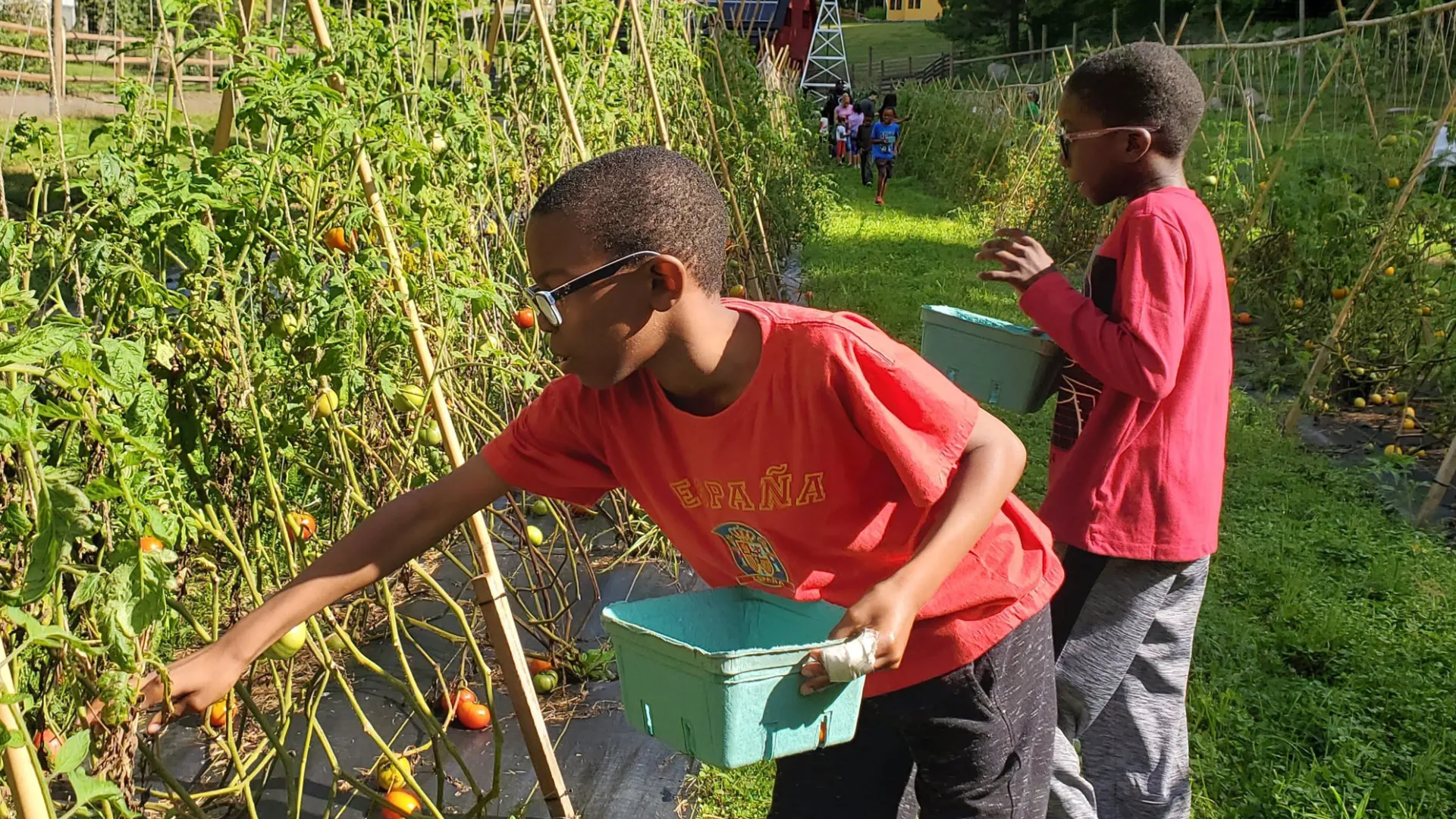 Boys picking Retreat Center tomatoes