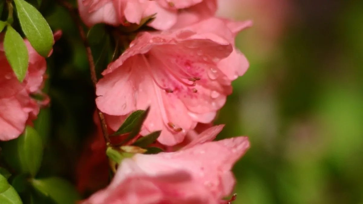 Pink flowers and green leaves in Trinity Churchyard