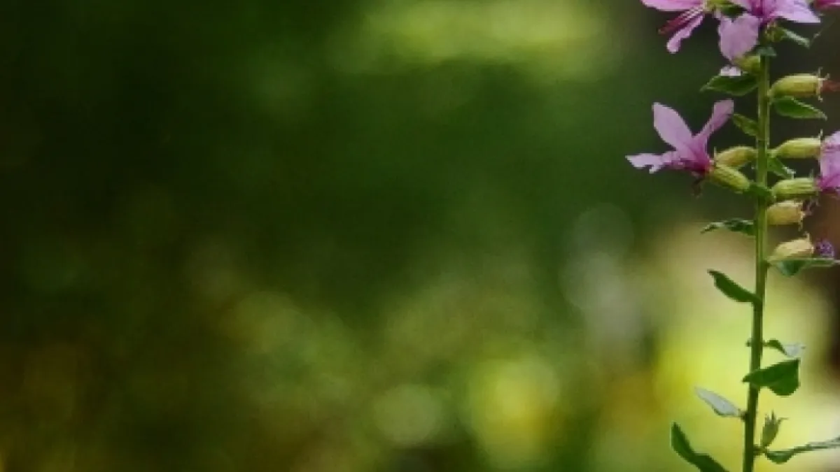 Tall purple flowers in vibrantly green Trinity Churchyard