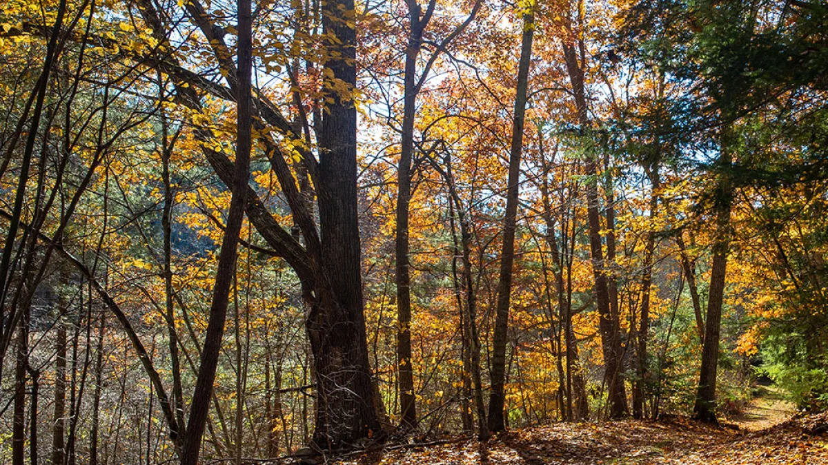 The sun shines through bright yellow and orange leaves in the autumnal woods near Trinity Retreat Center