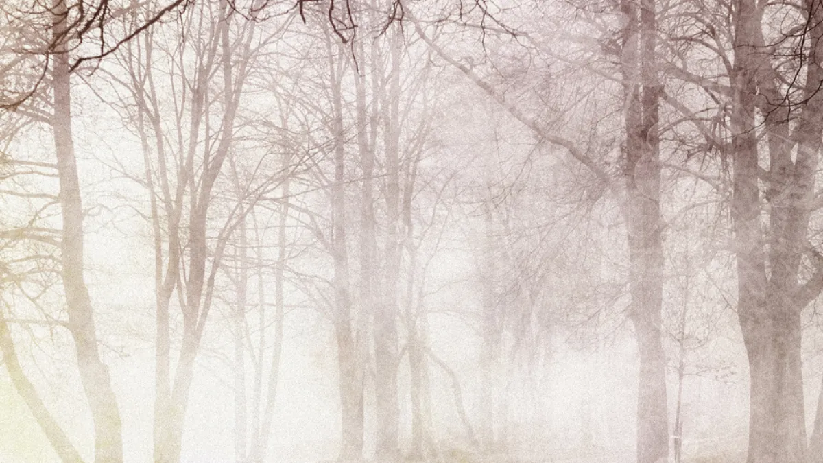 Scene of a forest path bathed in misty light