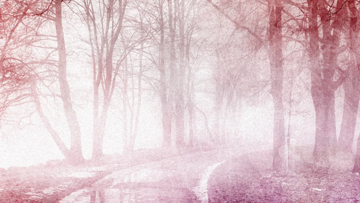 A path through the woods