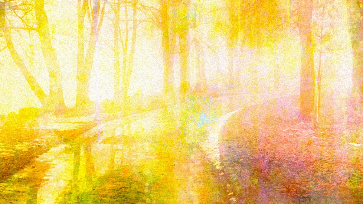 path in sun-filled forest