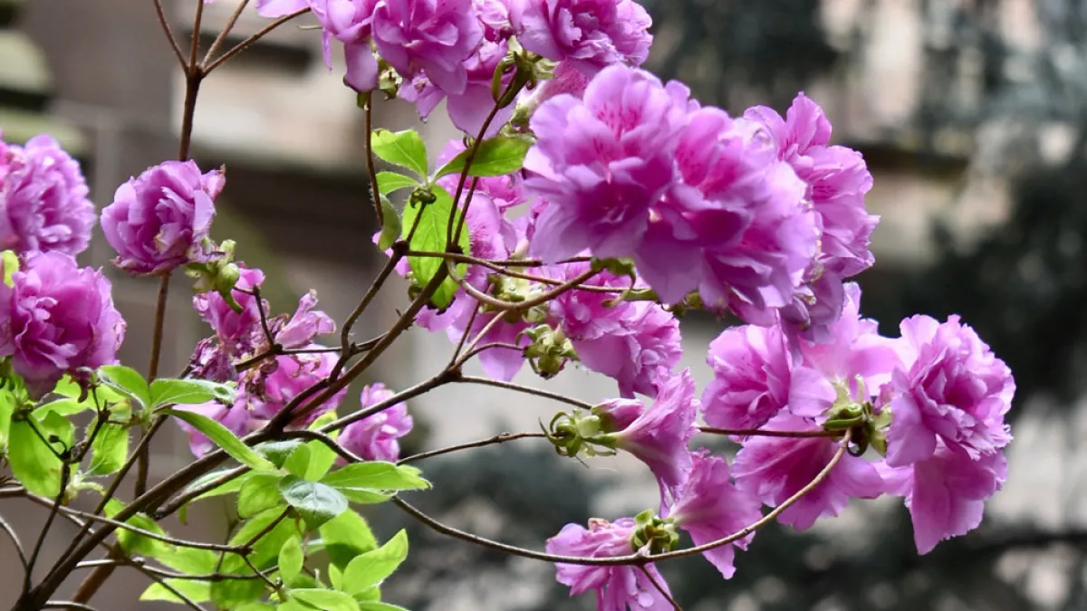 Springtime flowers in Trinity Churchyard