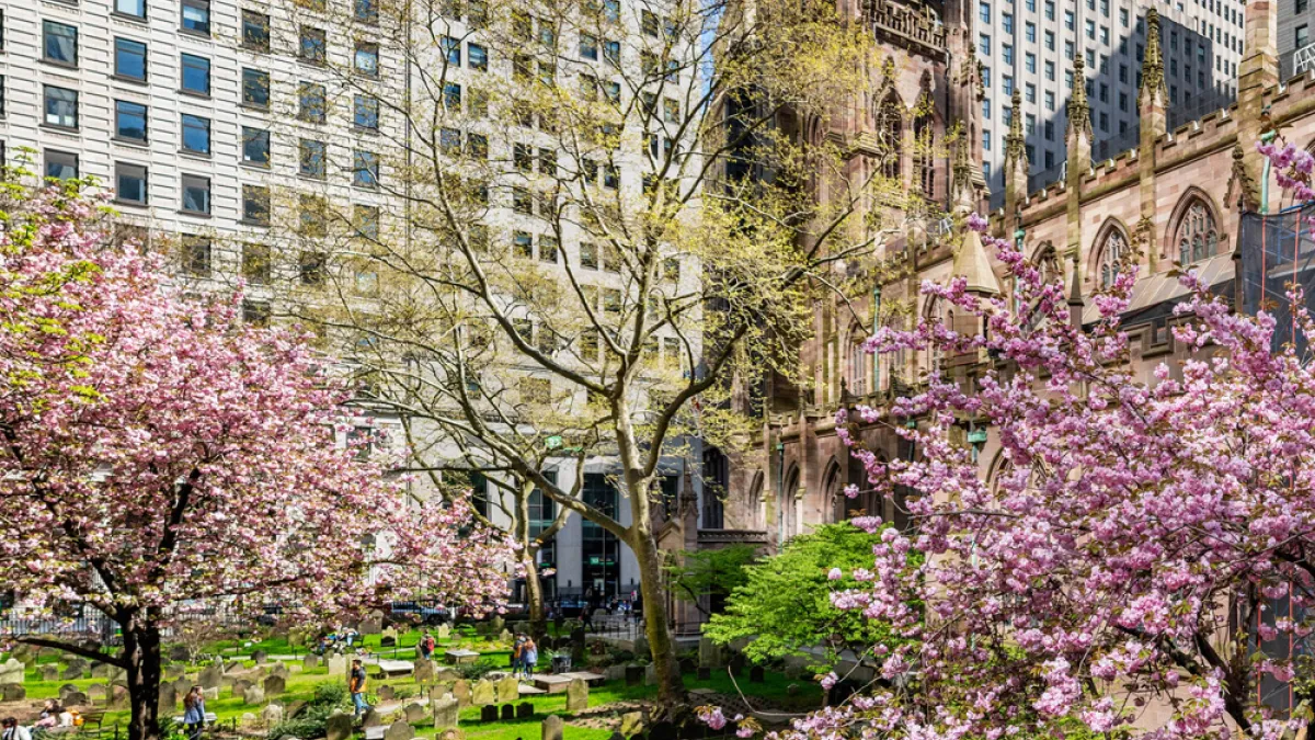 cherry blossoms bloom in Trinity Churchyard