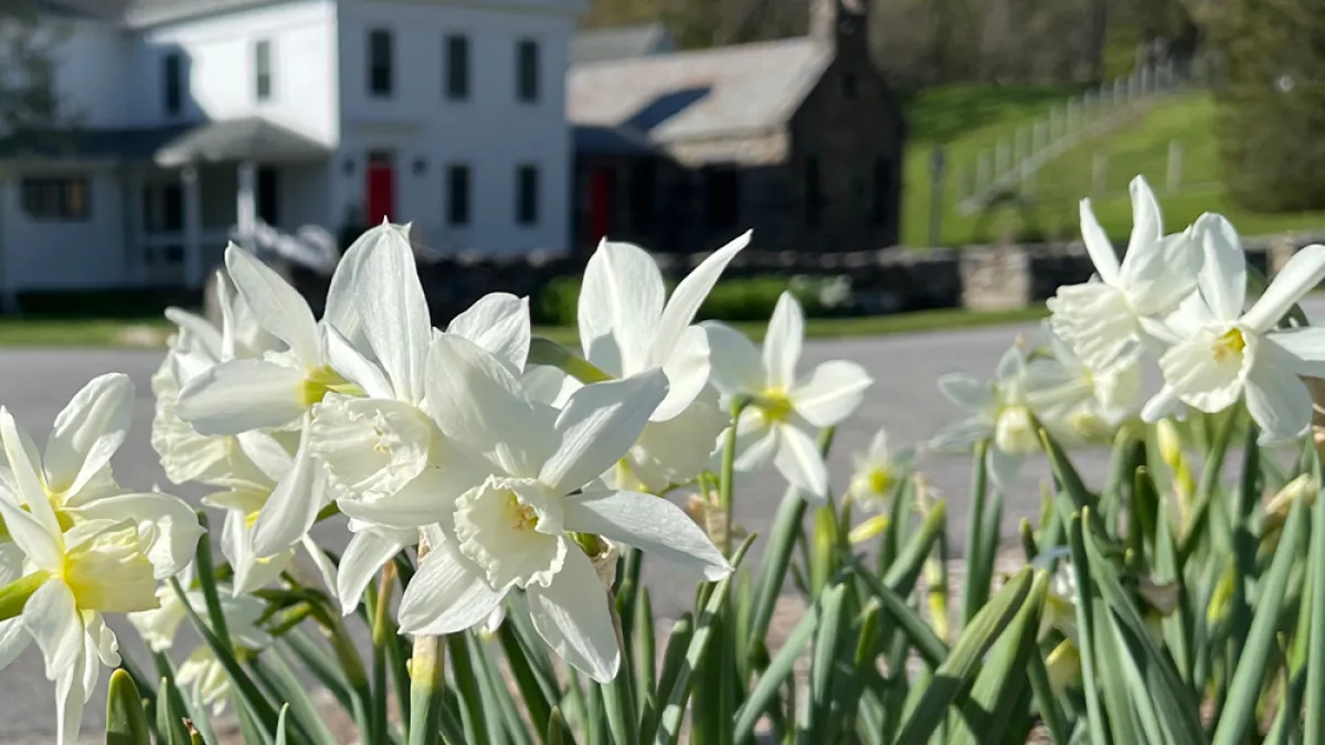 Easter Daffodils at the Trinity Retreat Center