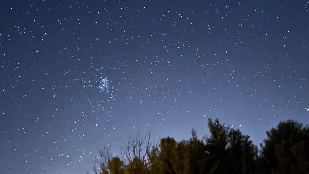 A star-filled night sky behind a silhouette of trees