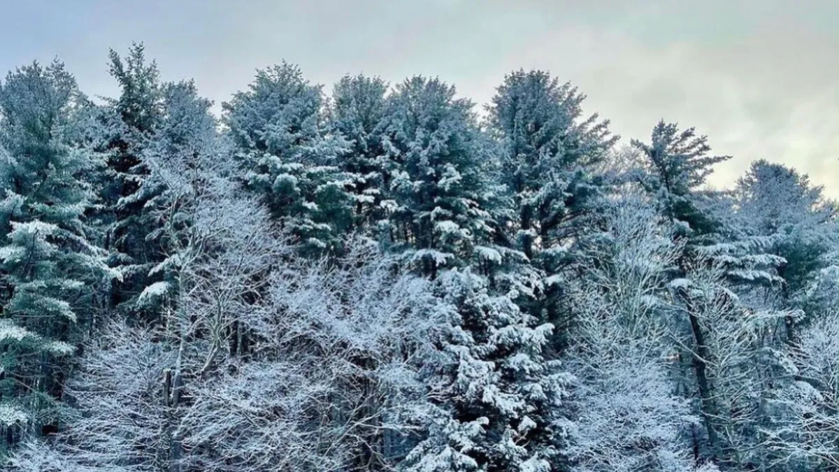 Snow-covered trees at Trinity Retreat Center