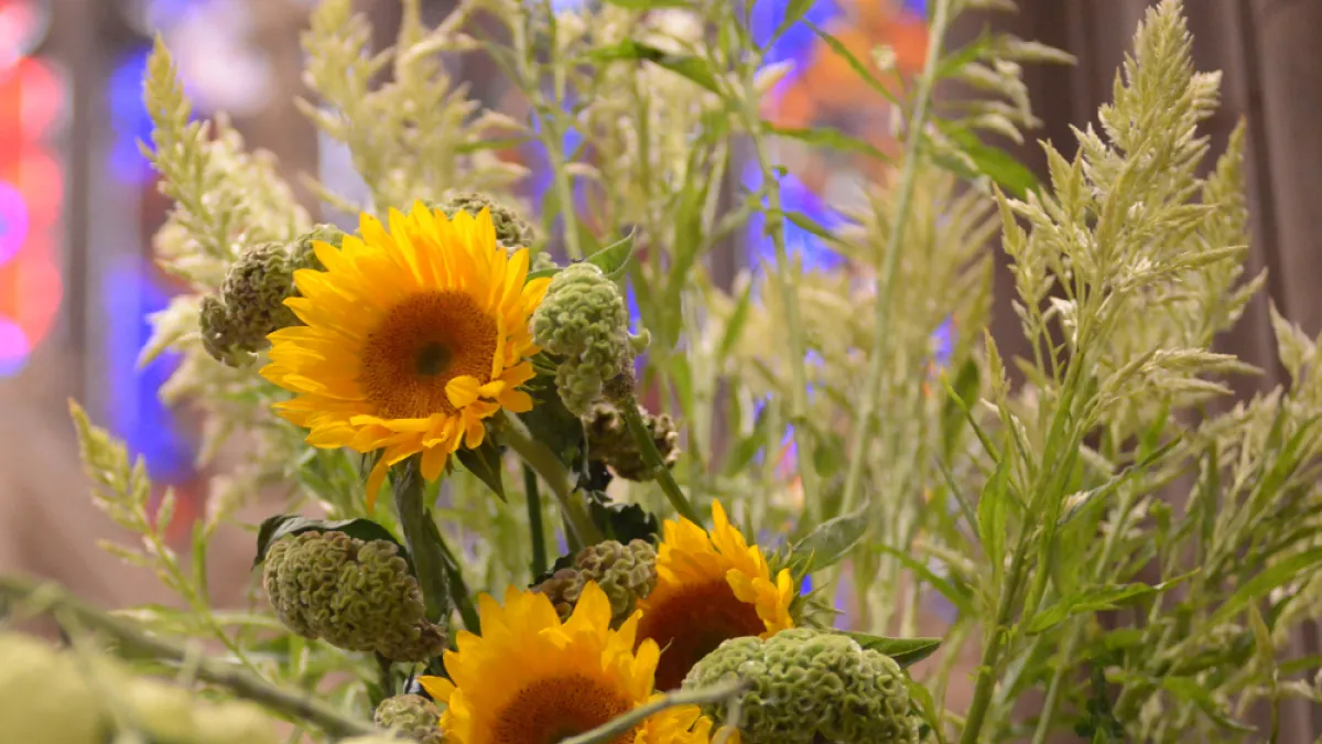 Sunflowers arranged in front of Trinity's stained glass window.