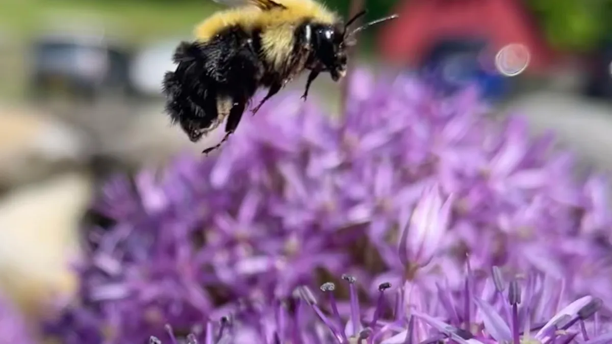 Bumblebee and purple flowers