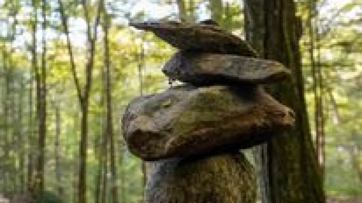 A pile of rocks in the forest