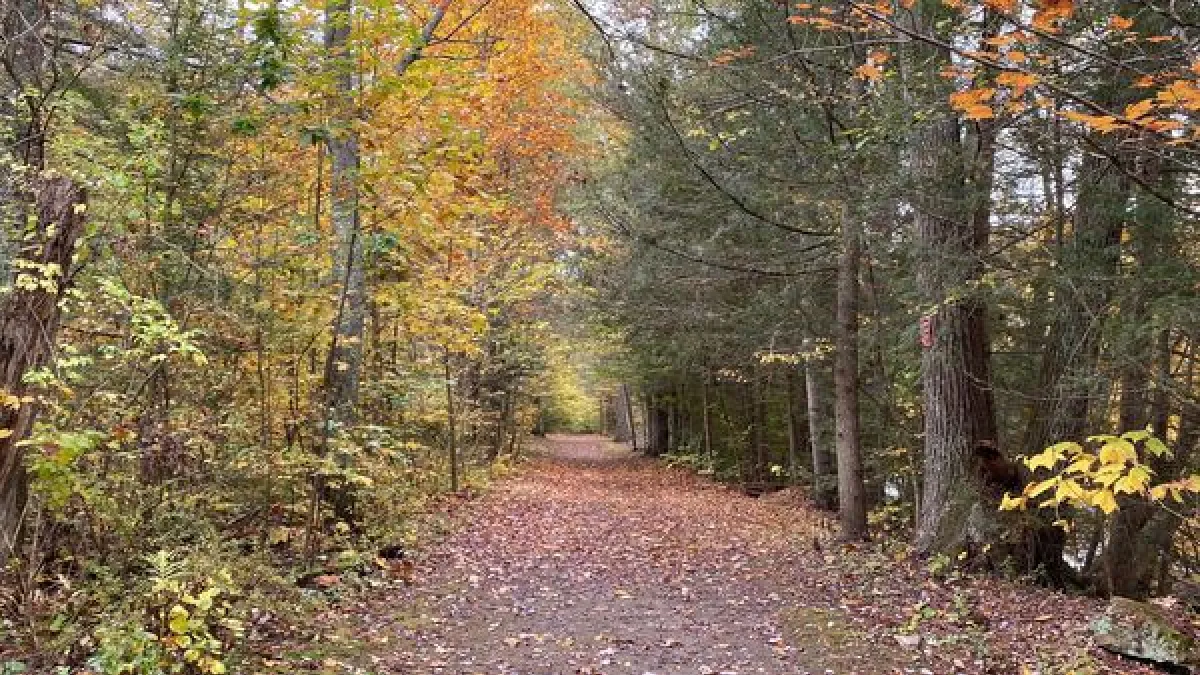 Fall Trail