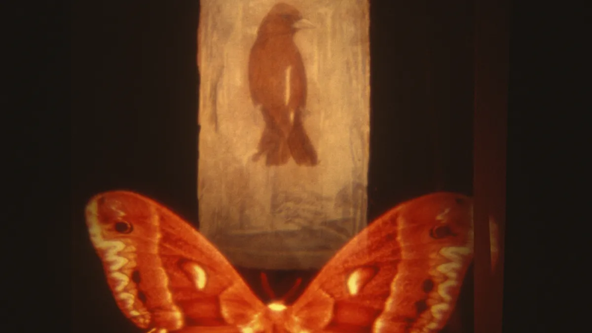 Projected image of a butterfly and a bird inside a bottle, from Ann McCoy's Conversations with Angels