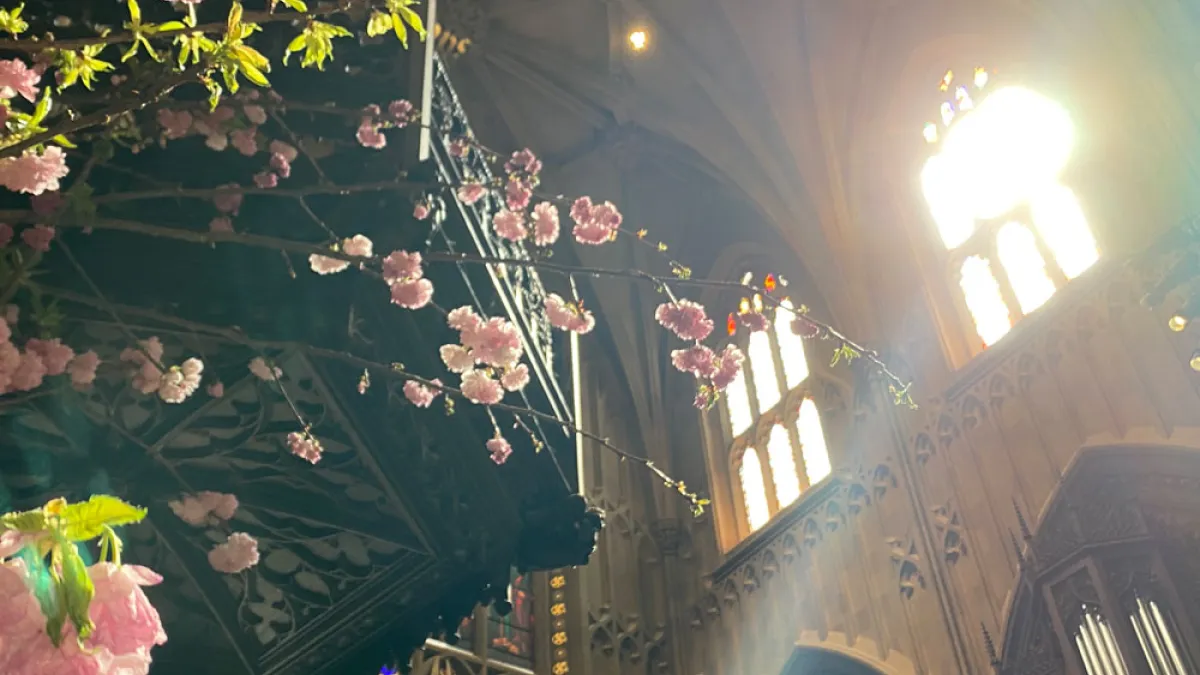 Pink Easter flowers below the pulpit at Trinity Church with sun beaming in from the windows above, creating a faint rainbow.