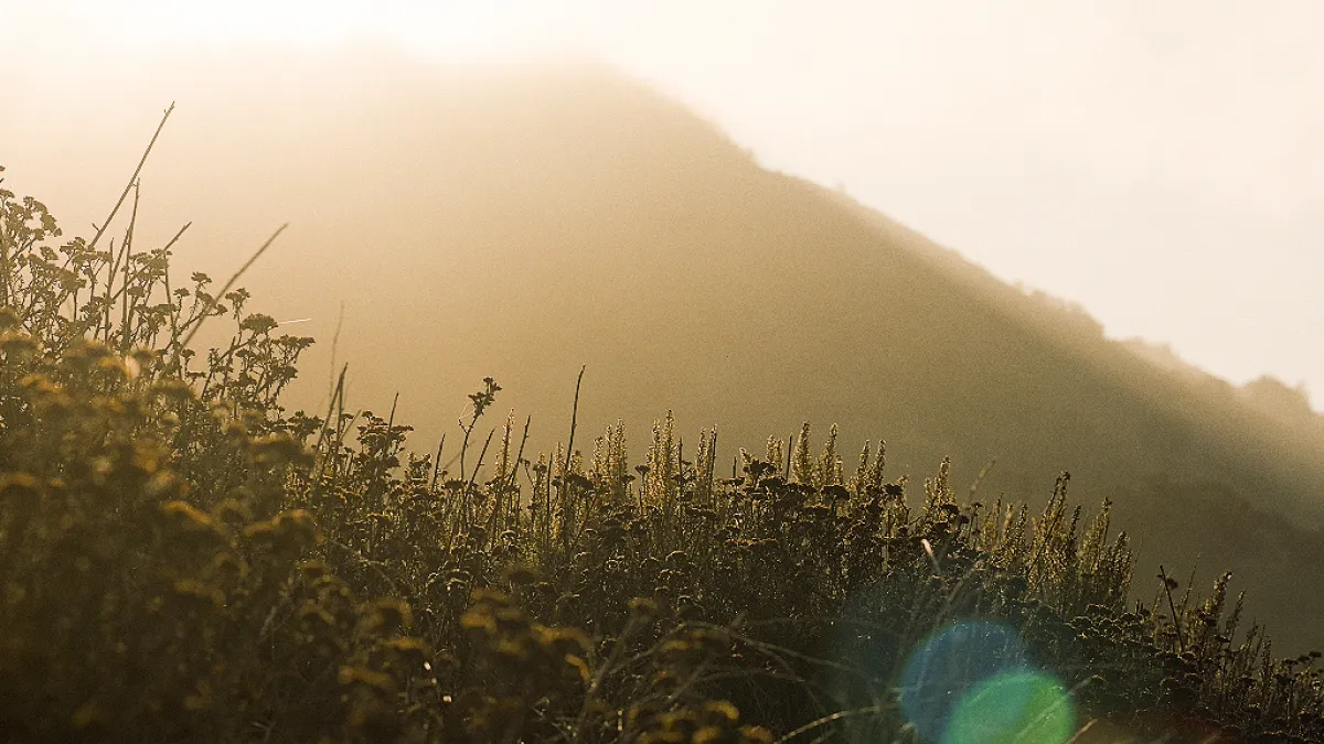 Image of sunlight over a field