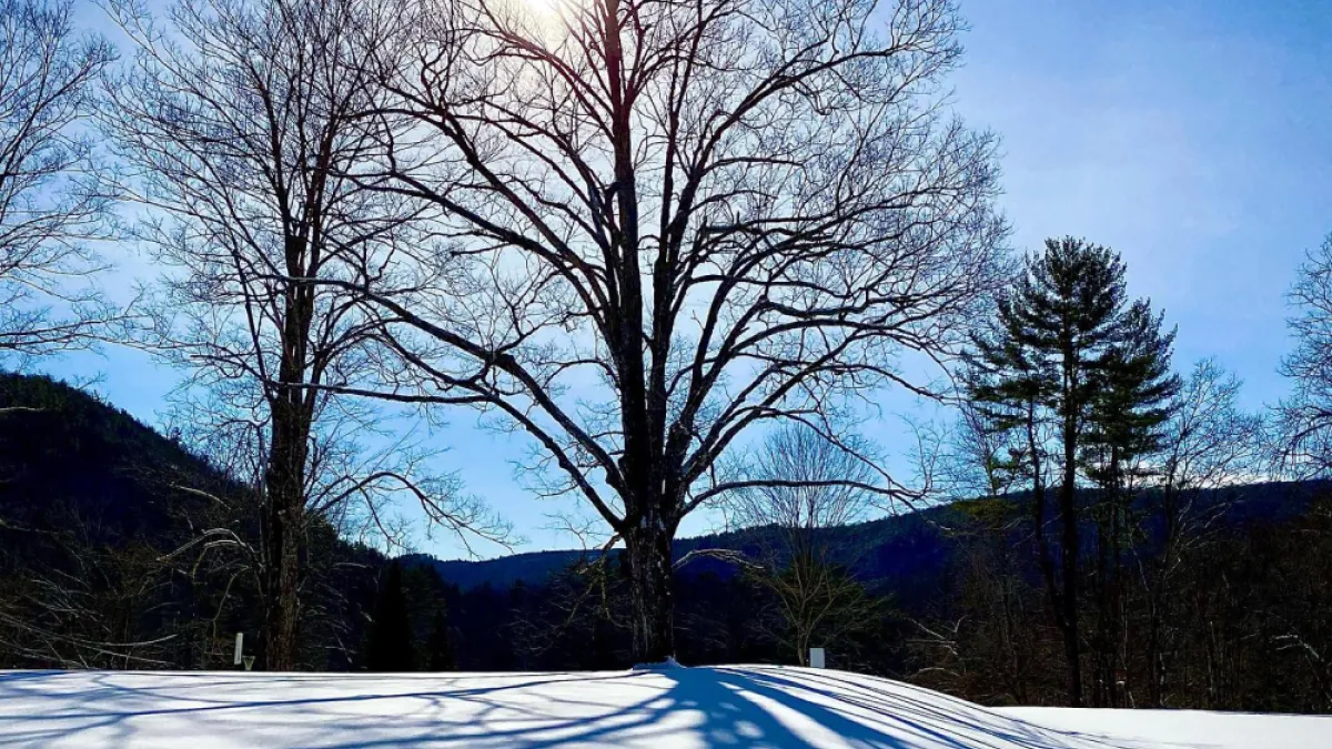 Tree with snow on the ground