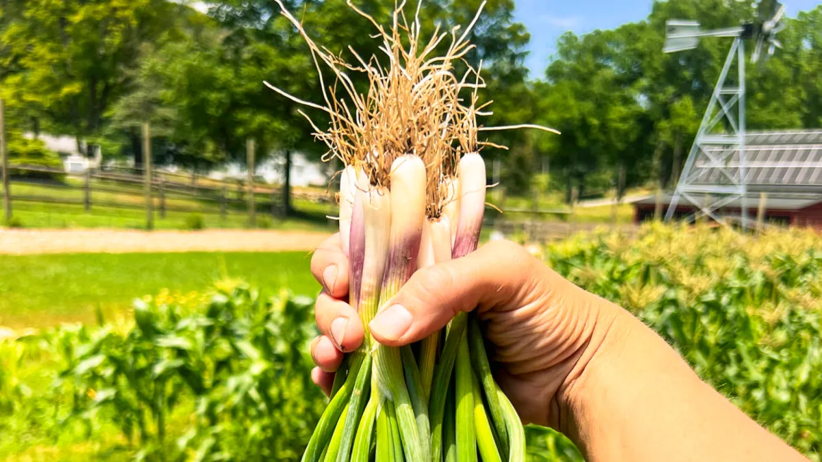 Scallions in a hand