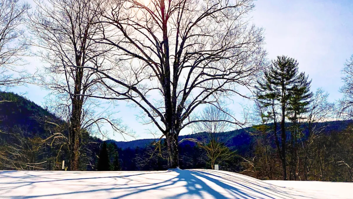 A tree in the winter