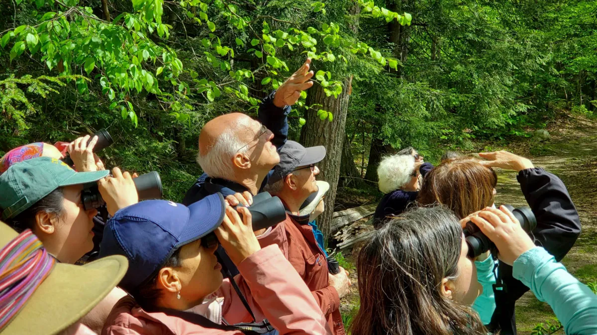 People observe birds