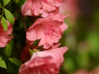 Pink flowers and green leaves in Trinity Churchyard